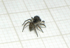 Euophryini