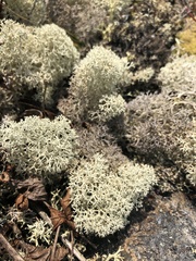 Cladonia stellaris