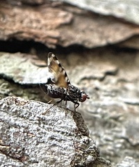 Pseudotephritis