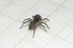 Euophryini