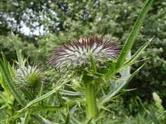 Cirsium morisianum