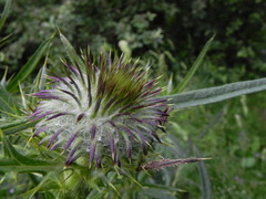 Cirsium morisianum