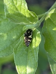 Acmaeodera flavosticta