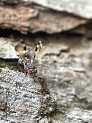Pseudotephritis