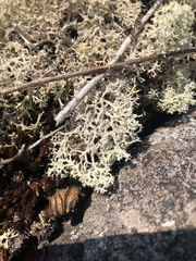 Cladonia stellaris