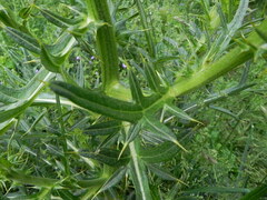 Cirsium morisianum