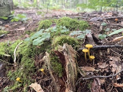 Gloioxanthomyces nitidus
