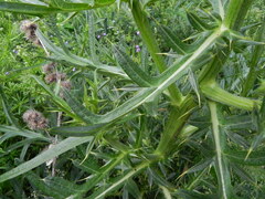 Cirsium morisianum