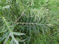 Cirsium morisianum