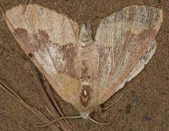 Sabulodes spoliata