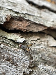 Pseudotephritis