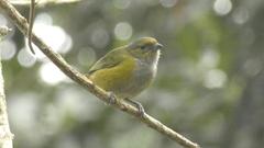 Euphonia pectoralis