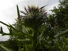 Cirsium morisianum
