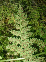 Cystopteris fragilis