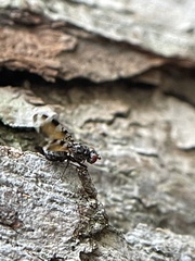 Pseudotephritis