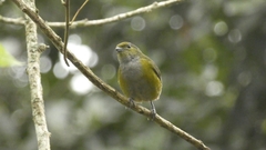 Euphonia pectoralis