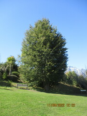 Nothofagus cliffortioides