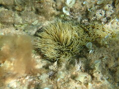Anemonia viridis