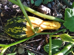 Cucurbita pepo