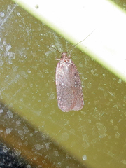 Agonopterix