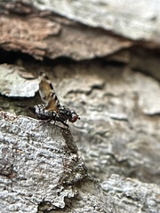 Pseudotephritis