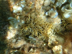Anemonia viridis