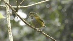Euphonia pectoralis