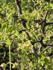 Bursera