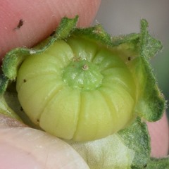 Malva multiflora