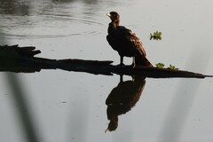 Nannopterum brasilianum