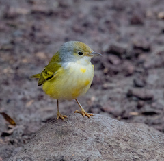 Setophaga petechia aureola