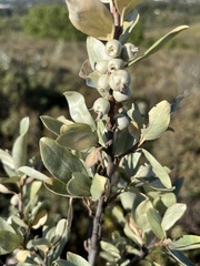 Elaeagnus commutata