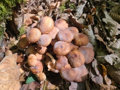 Armillaria socialis