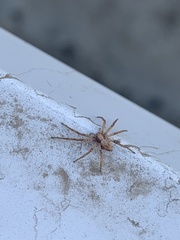Philodromidae