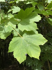 Acer pseudoplatanus