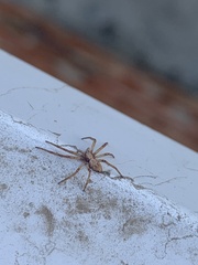 Philodromidae