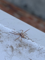 Philodromidae