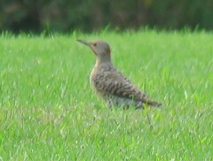 Colaptes auratus luteus