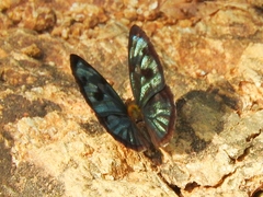Dynamine postverta