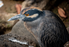 Nyctanassa violacea pauper
