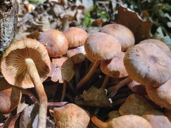 Armillaria socialis