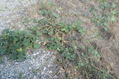 Malva multiflora