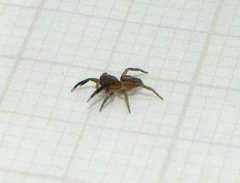 Semiopyla cataphracta