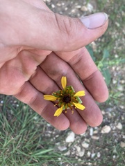 Tetragonotheca texana