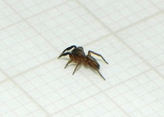 Semiopyla cataphracta