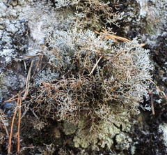 Sphaerophorus fragilis