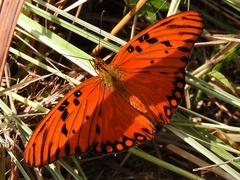 Dione vanillae