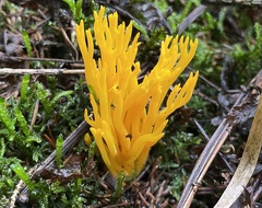 Calocera viscosa