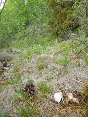 Cladonia rangiformis
