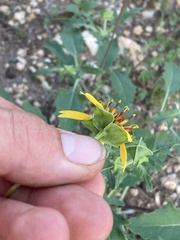 Tetragonotheca texana